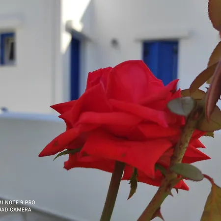 Studios Αγκυρα Livadi  Room photo