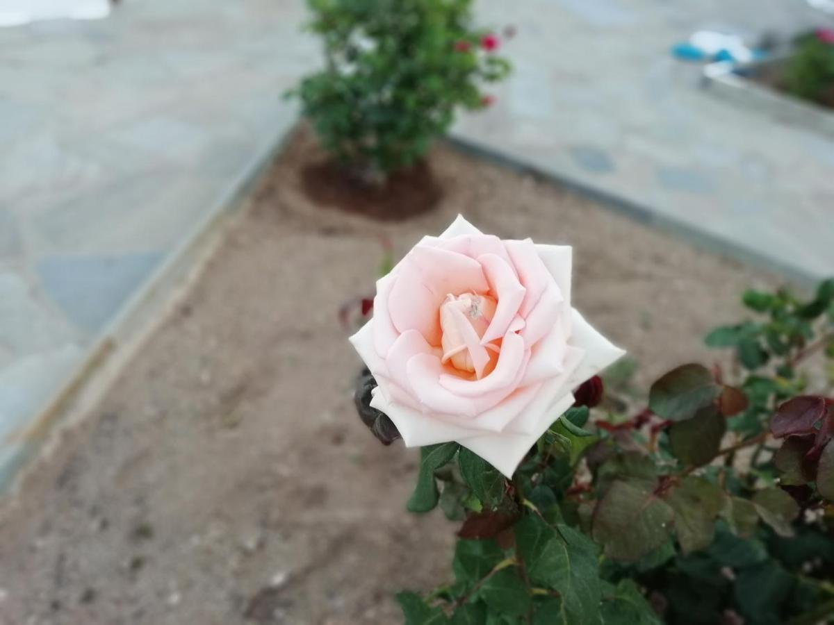 Apartment αγκυρα Livadi (Serifos)